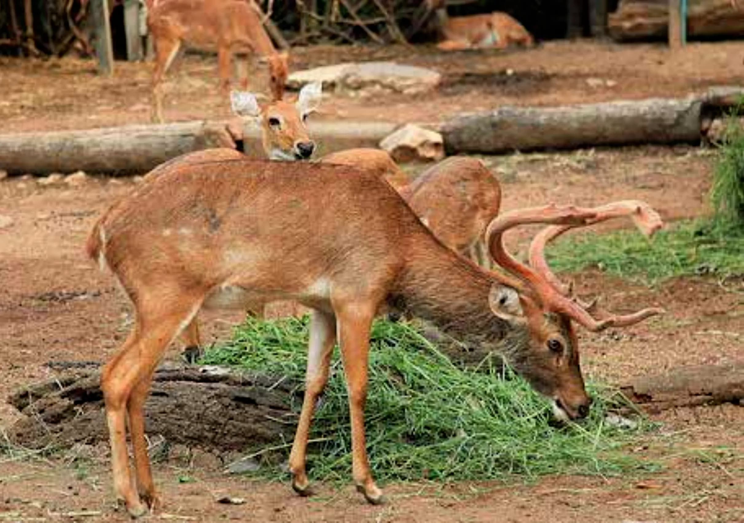 Rucervus eldii thamin