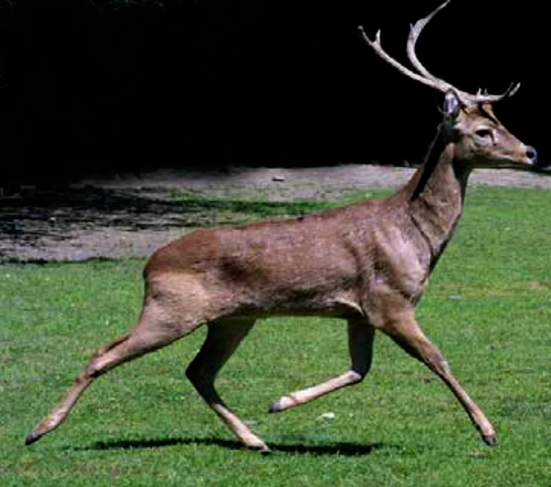Rucervus eldii siamensis