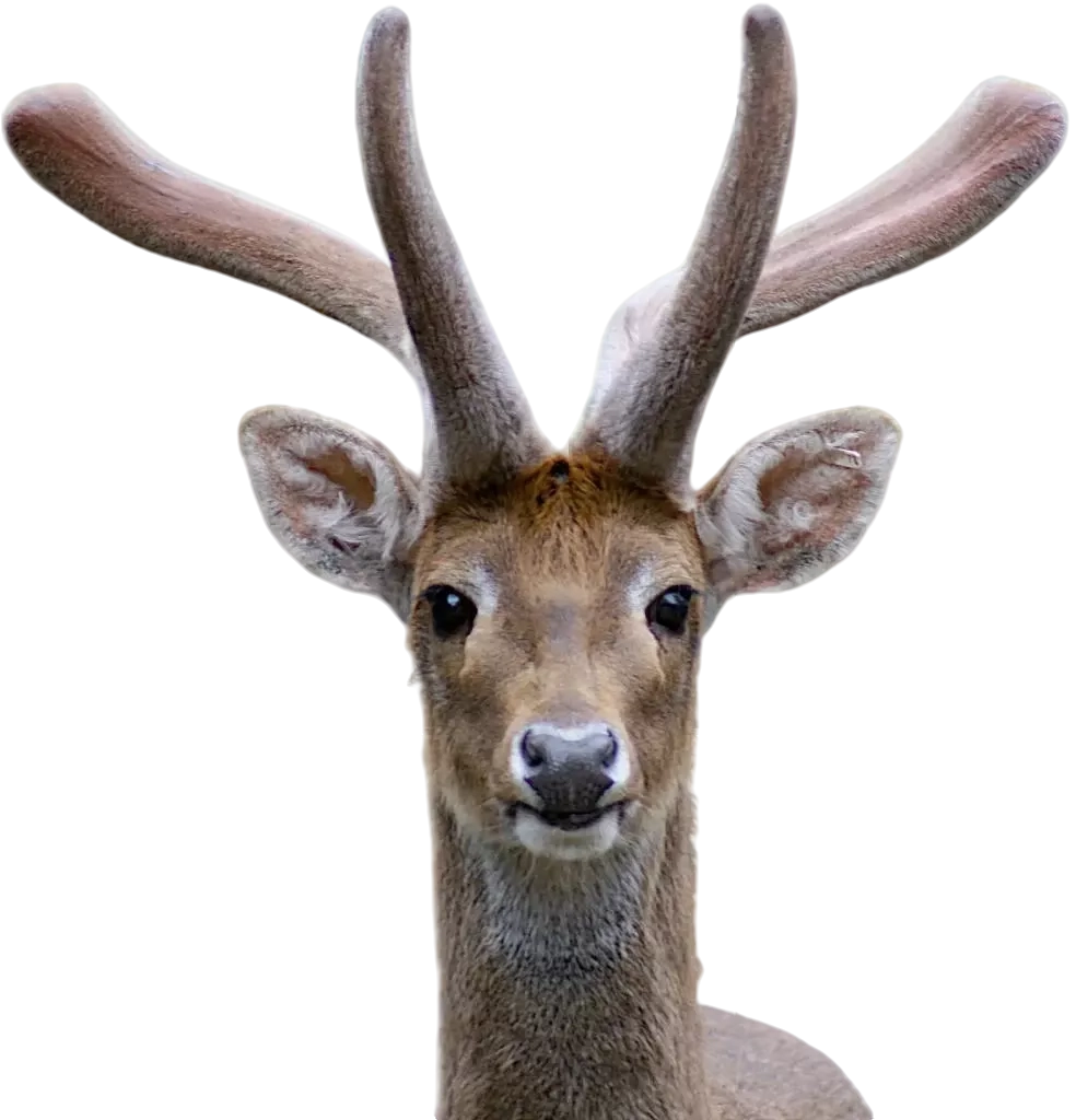 Sangai deer